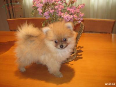 Pomerania gratis