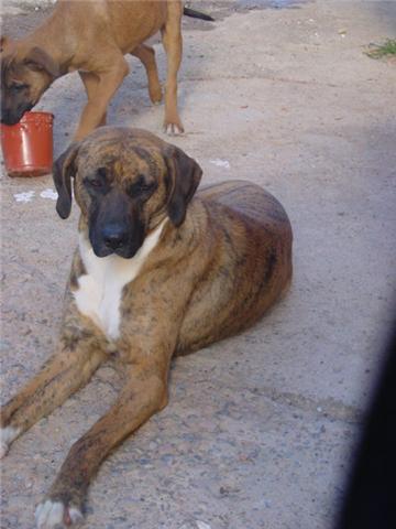 rubi,x american,muy docil,adopcion o acojida