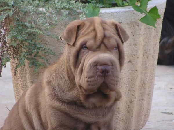 Shar peis chocolates