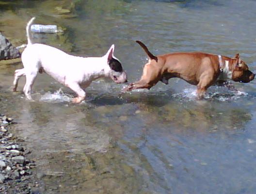 AMERICAN STANFORDSHIRE TERRIER PARA MONTA