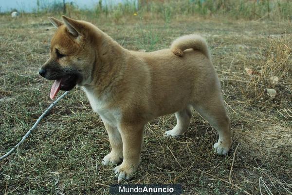 Autenticos Shiba Inu de excelente calidad