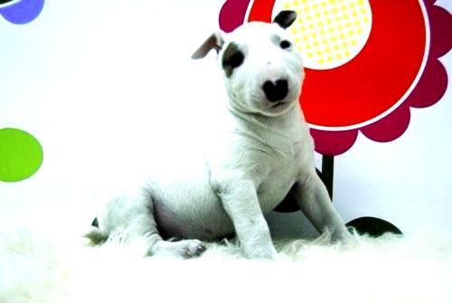 Bullterrier ( Cria y Seleccion ) - www.animalflower.es