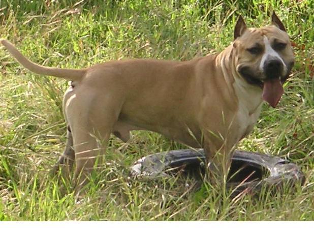 cachorros american stanfford