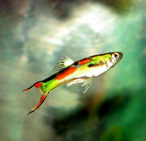 Endlers alevines origuinal type MACHOS