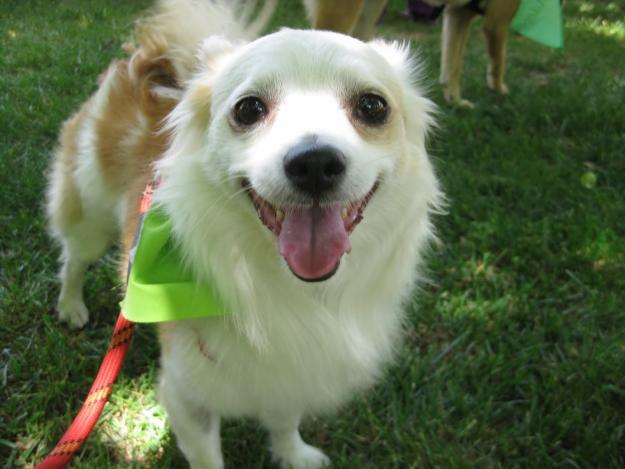 Ganchito, Chiguagua precioso en adopción!