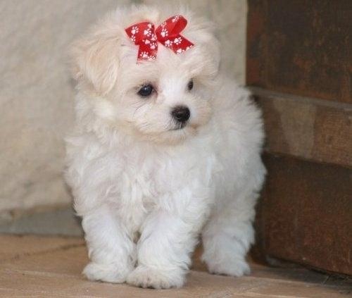 maltés cachorros machos y hembras para un buen hogar