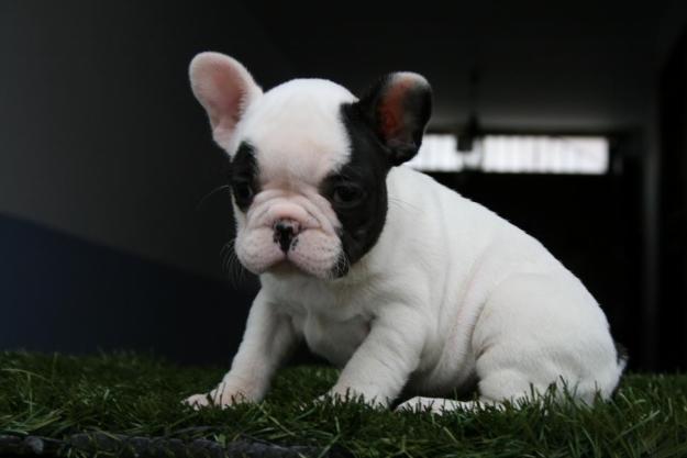 VENTA CACHORRO BULLDOG FRANCES