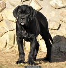 Venta de Cachorros de Cane Corso - mejor precio | unprecio.es