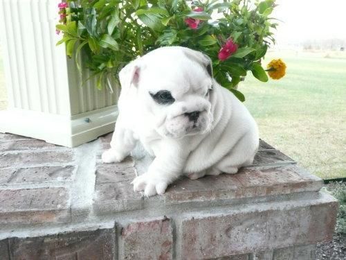 Bulldog precioso cachorro hembra 2 meses gratuitos