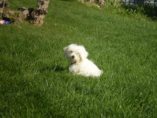 BUSCO NOVIA BICHON MALTES PARA EL VERANO