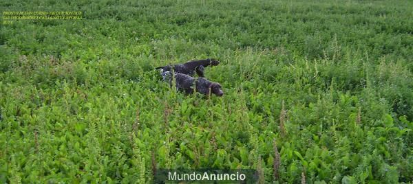 Cachorros Braco Aleman Afijo 