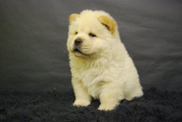 Cachorros de CHOW CHOW. de dos meses de edad, somos criadero y centro canino.