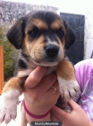 CRUCE BEAGLE EN ADOPCION - mejor precio | unprecio.es