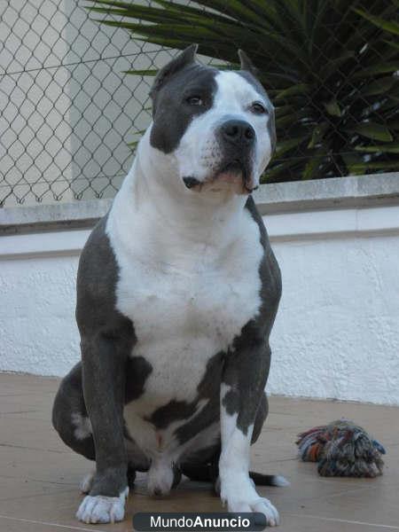 La camada mas deseada de AMERICAN STAFFORDSHIRE AZULES