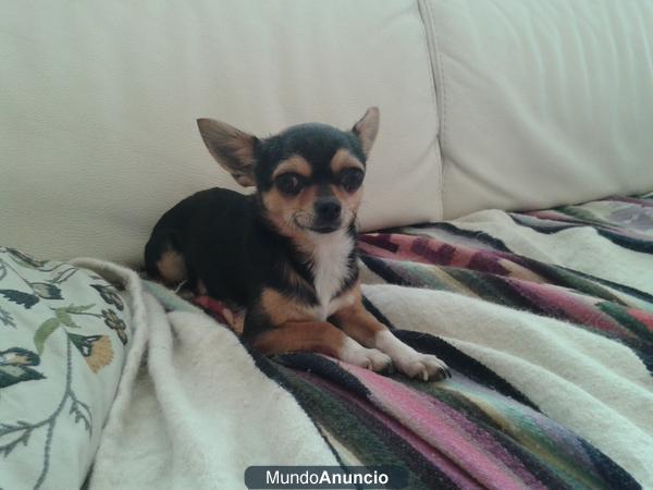 SE OFRECE CHIHUAHUA MACHO PARA MONTAS (BARCELONA)