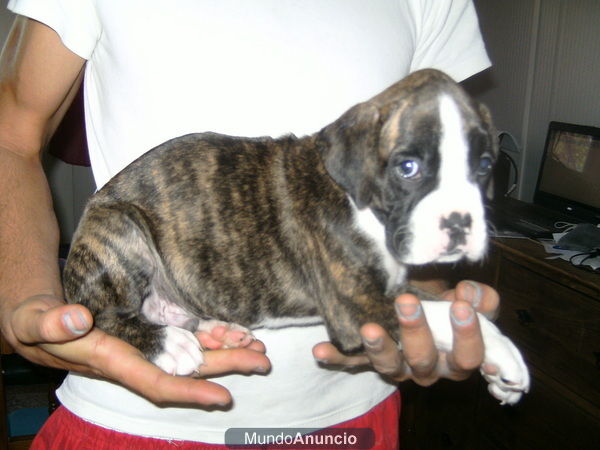 se vende boxer