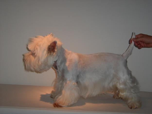 SE VENDE WEST HIHGLAND WHITE TERRIER