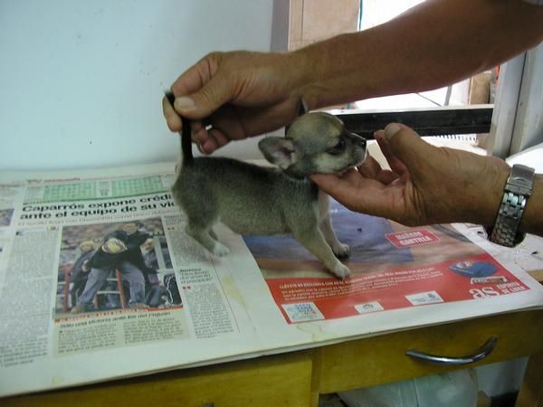 son espectaculares hembras chihuahua muy superminiatura de bolsillo ya con 2 meses