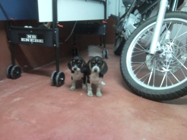 Vendo cachorros Beagle macho y hembra