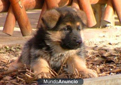 Adopto a un Pastor Aleman [cachorros]