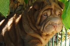 cachorritos de shar pei