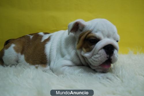 Cachorros de Bulldog ingles, listos para entregarse, en Madrid, Tienen pedigre,