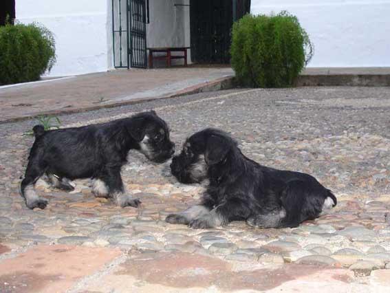 Cachorros de Schnauzer miniatura, con Loe