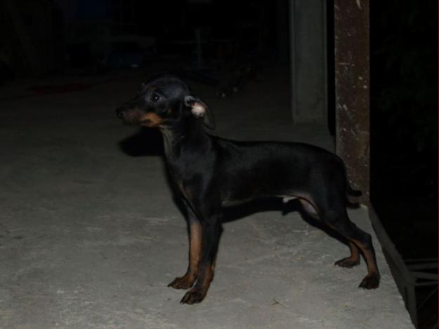 CACHORROS MINI PINCHER