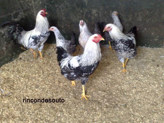 gallinas y pollitos