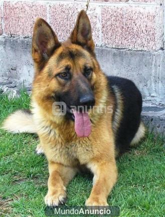 Impresionantes cachorros de pastor aleman