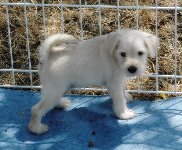 Precioso cachorro schnauzer miniatura blanco