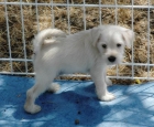 Precioso cachorro schnauzer miniatura blanco - mejor precio | unprecio.es