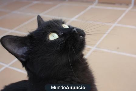 Sura, gata x persa en adopcion