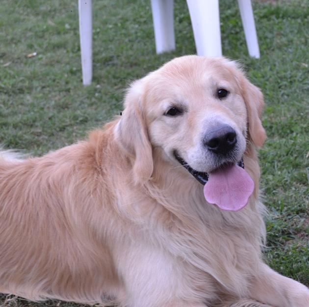 Vendo goldens retrievers 250€