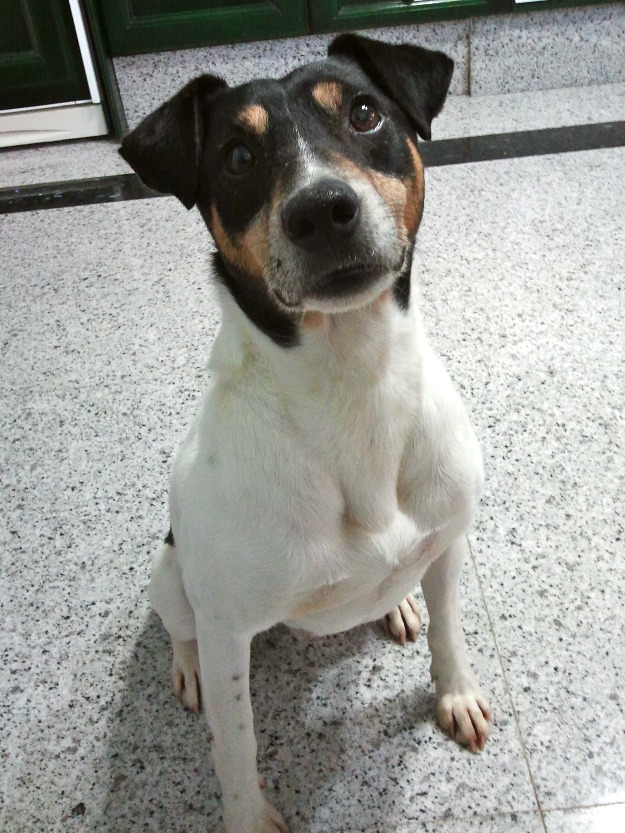 bodeguero en adopción