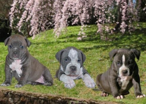 American Pitbull Cachorros