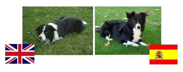 CACHORROS DE BORDER COLLIE (VENDO)