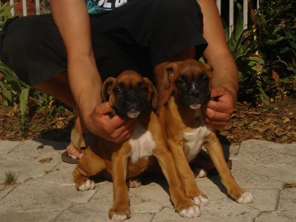 CACHORROS DE BOXER 480