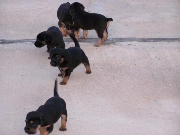 Cachorros Pastor Aleman con Doberman