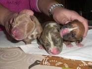 camada de pit bull