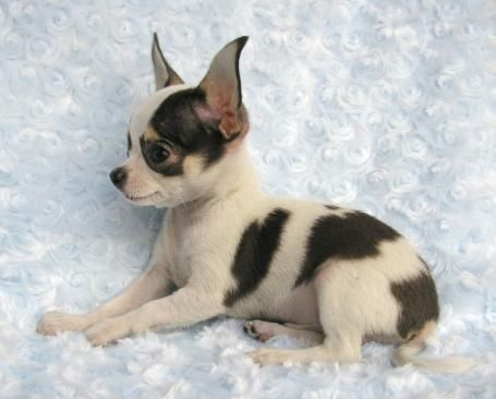 Fila brasileiro, inscritos en el LOE-RSCE cachorros de chihuahua