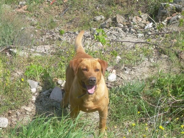 LABRADOR CANELA