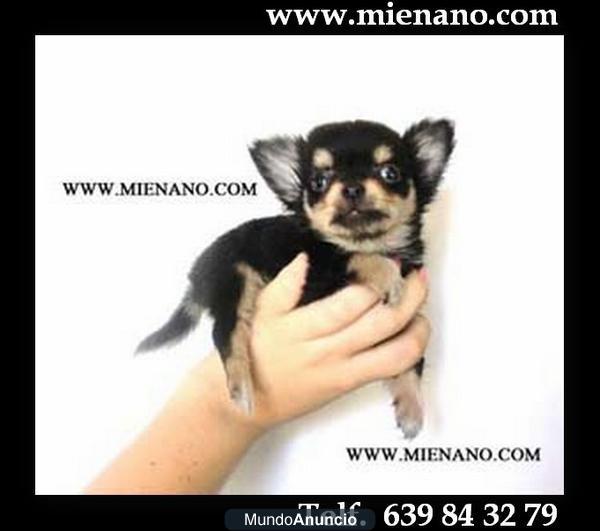 PERRITOS CHIHUAHUA TOY,  PUEDES VER TU CACHORRO POR NUESTRA WEBCAM.  Ir