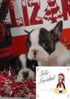 Tu Bulldog Frances, alegra tu navidad - mejor precio | unprecio.es