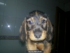 Vendo cachorro de teckel macho - mejor precio | unprecio.es