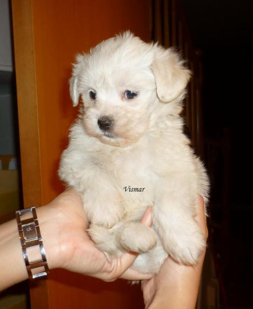 Cachorritos preciosos  de Bichón Maltés