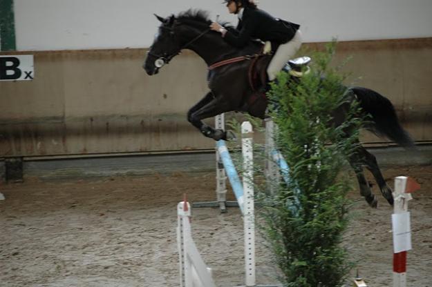 vendo caballo cruzado 7 años de salto