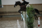 vendo caballo cruzado 7 años de salto - mejor precio | unprecio.es