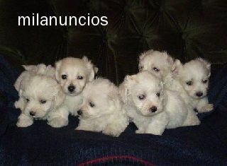 BICHON MALTES PEDIGREE 390