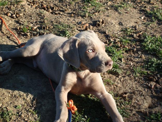 Cachorros de Braco Weimar